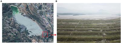 Seasonal Microbial Community Characteristic and Its Driving Factors in a Copper Tailings Dam in the Chinese Loess Plateau